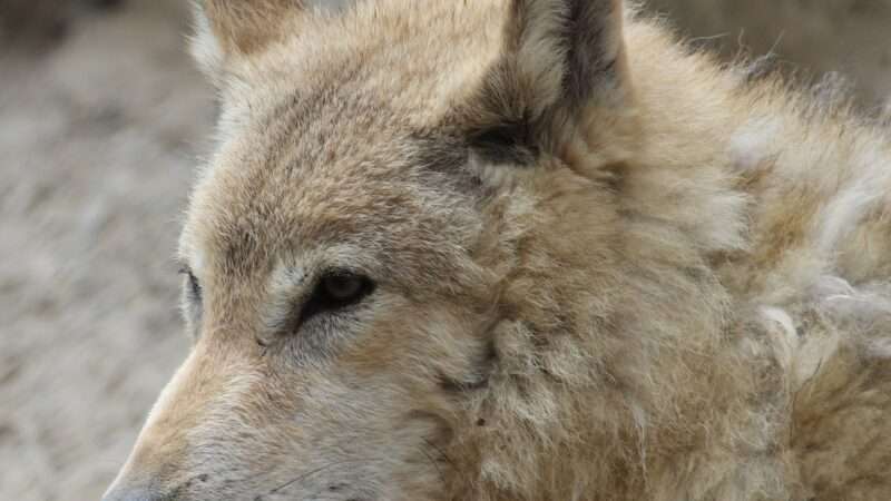 Tibetan Wolf Gol National Park | Hindukush Heights