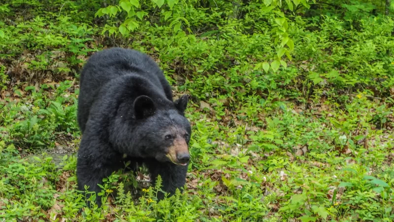 Black bear Gol National Park | Hindukush Heights