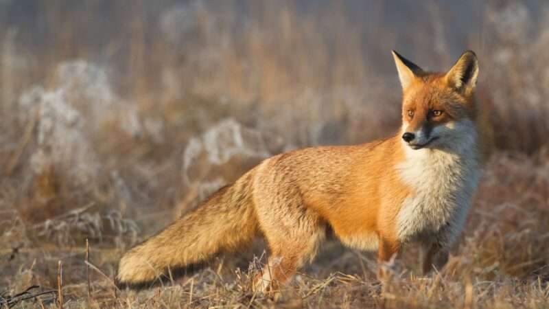 Red Fox Gol National Park | Hindukush Heights